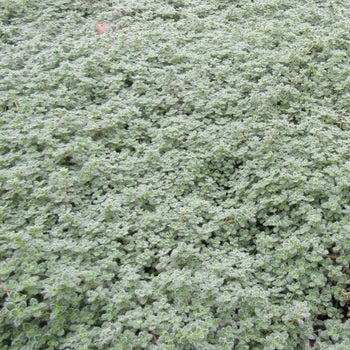 Thymus 'Wooly' Creeping Thyme