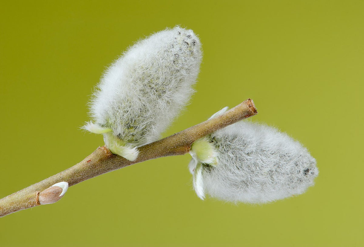Pussywillow