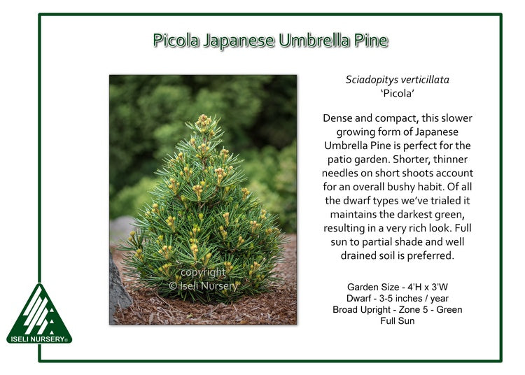 Umbrella Pine - Picola
