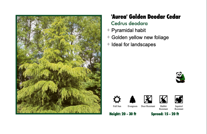 Cedar - Gold Atlantic