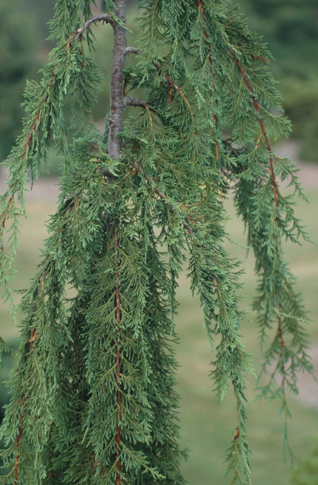 Cedar - Weeping Van den Akker