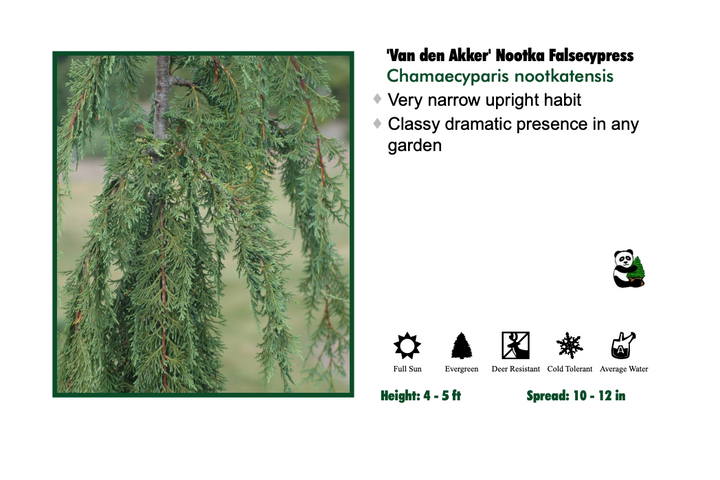 Cedar - Weeping Van den Akker