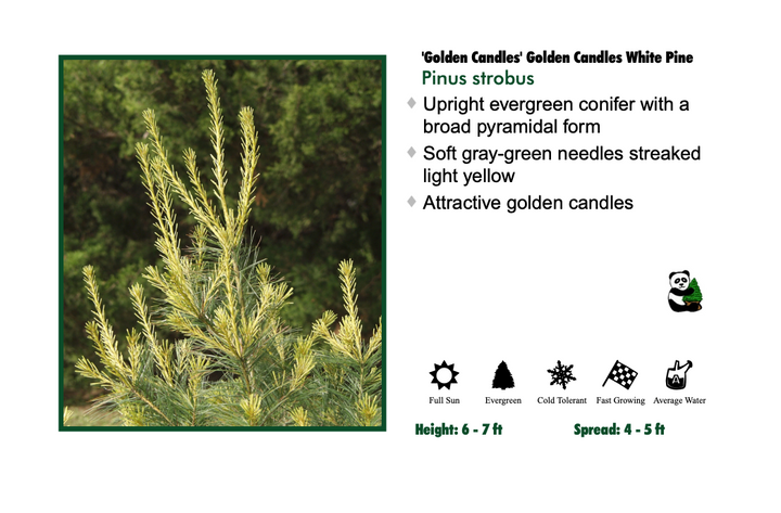 White Pine - Golden Candles