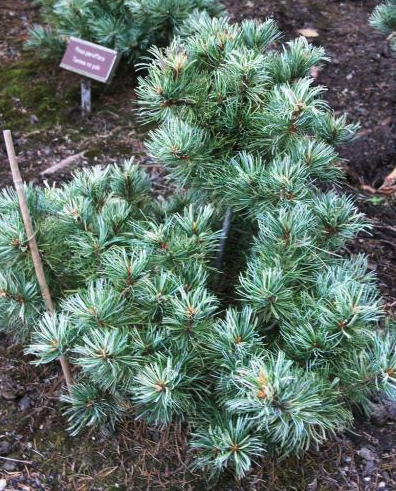 Japanese White Pine - Snow in the Valley
