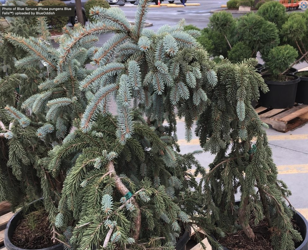 Spruce - Weeping Blue Falls