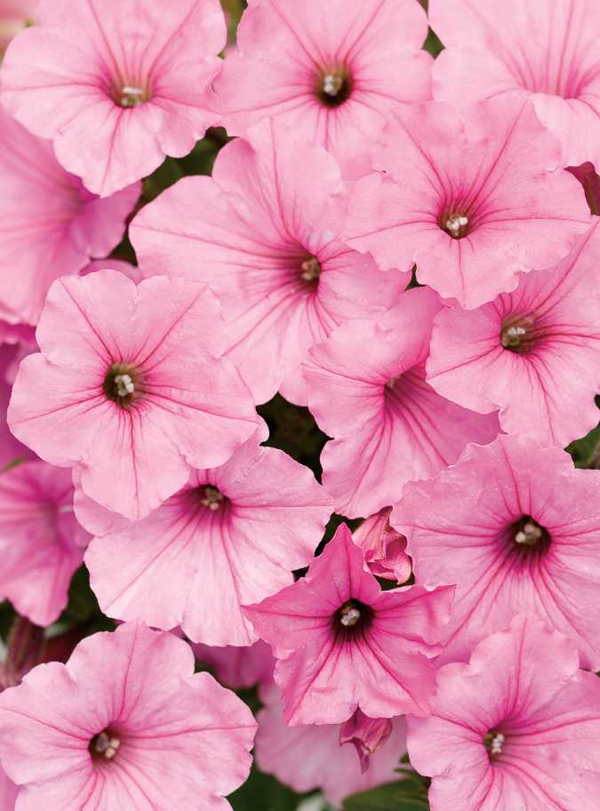 6" BUBBLEGUM SUPERTUNIA