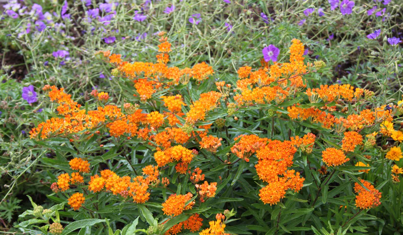 Butterfly Weed - Monarch