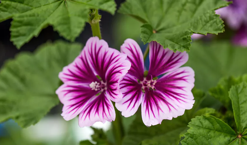 tree mallow lavender lady Common Mallow