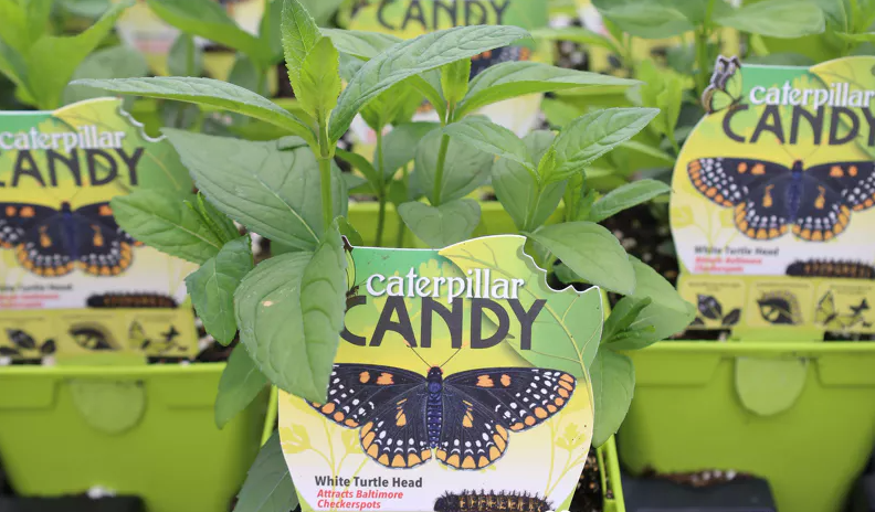 White Turtlehead - Baltimore Checkerspot