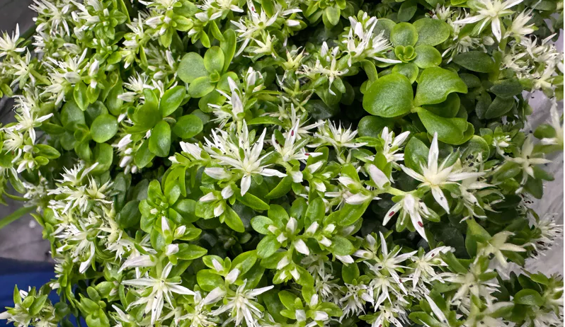 Woodland Stonecrop - Vareigated Fritillary Butter