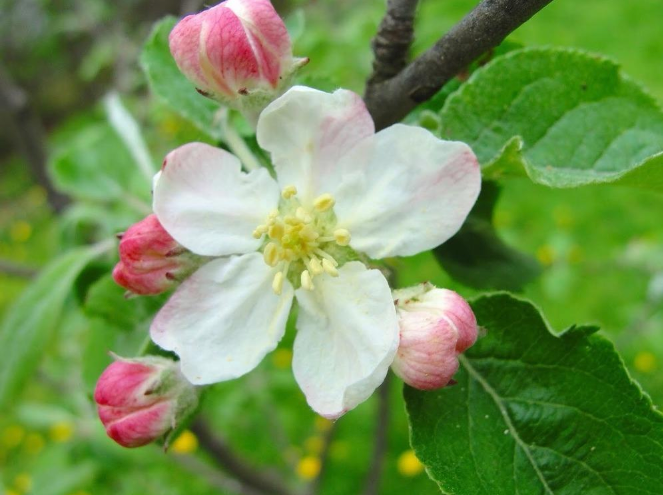 Apple - Jonathan Red Semi Dwarf