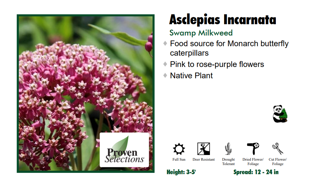 Asclepias 'Incarnata Rose' Milkweed
