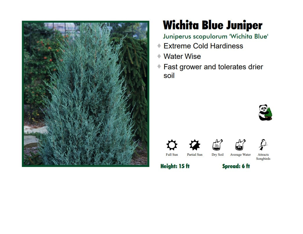 Juniper - Wichita Blue