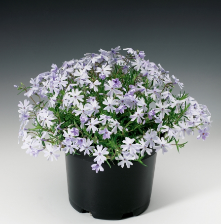 Phlox 'Emerald Cushion Blue' Creeping Phlox – Pandy's Garden Center