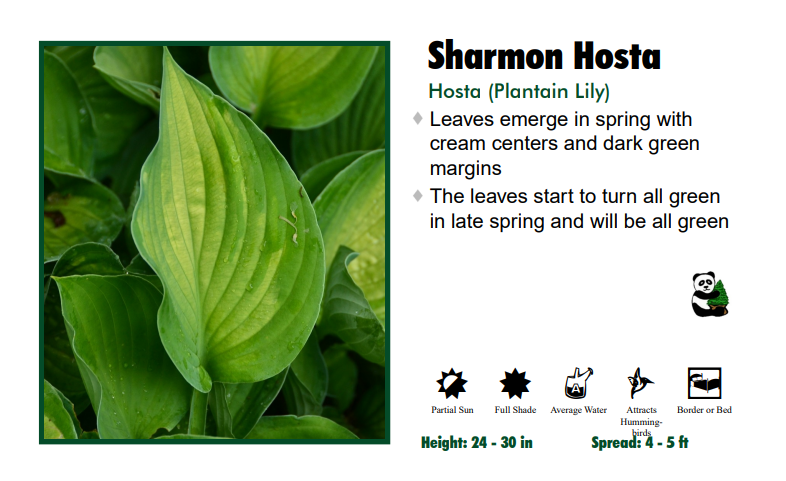 Hosta 'Sharmon'