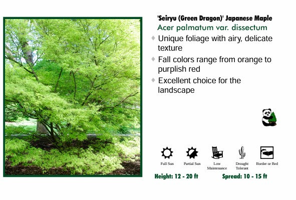 Japanese Maple - Seiryu