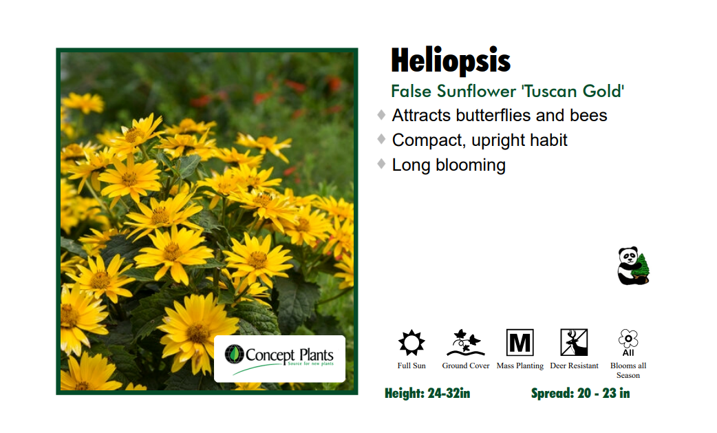 Heliopsis 'Tuscan Gold' False Sunflower
