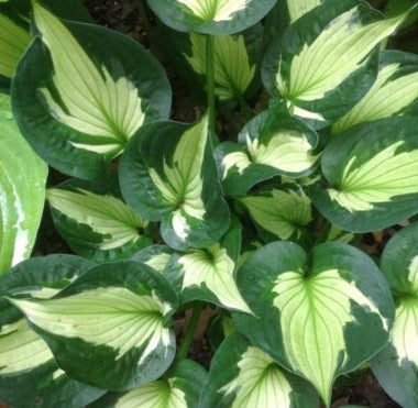 Hosta - Whirlwind