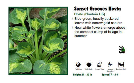 Hosta 'Sunset Grooves'