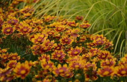 Coreopsis ‘Lil Bang Daybreak' Tickseed