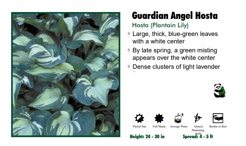 Hosta 'Guardian Angel'