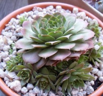 Sempervivum - Olivet