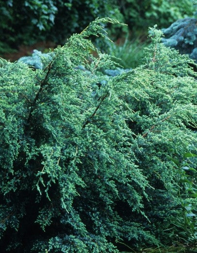 Juniper - Holger