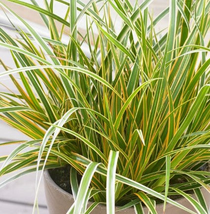 Sedge - EverColor® Everglow