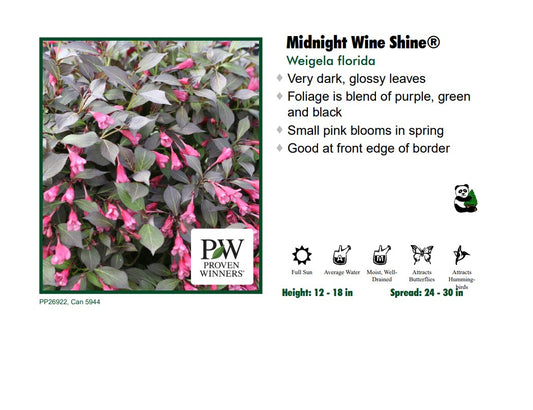 Weigela - Midnight Wine Shine