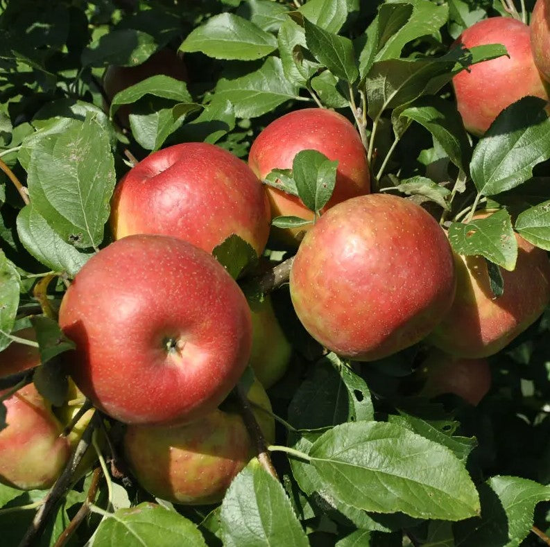 Apple - Honeycrisp Dwarf