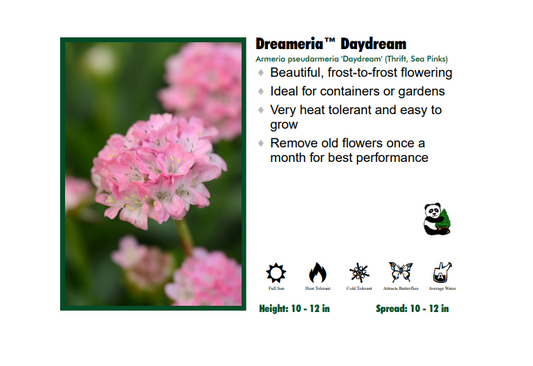 Armeria "Daydream" Sea Thrift
