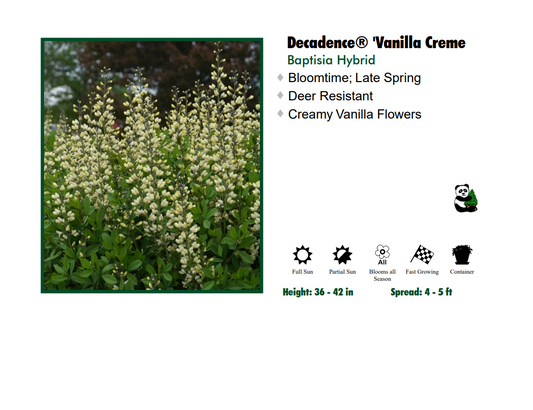 Baptisia 'Vanilla Cream' False Indigo