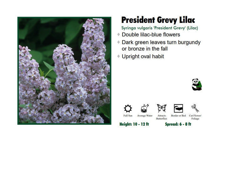 Lilac - President Grevy