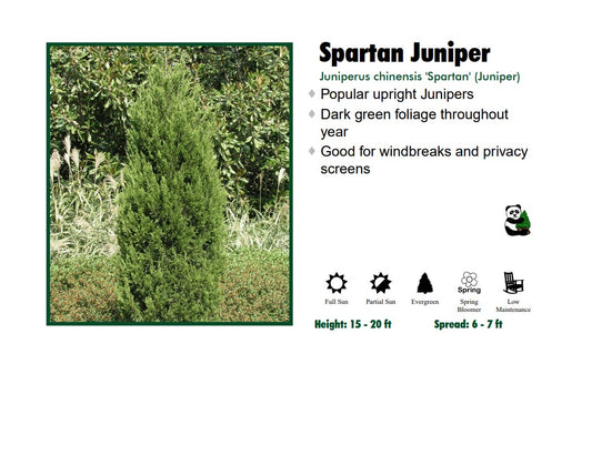 Juniper - Spartan Columnar
