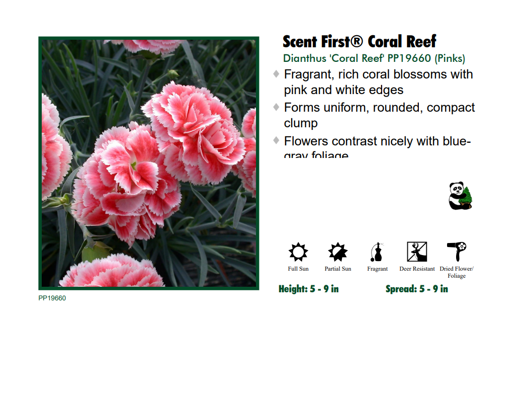 Dianthus 'Coral Reef' Garden Pinks