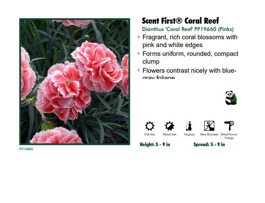 Dianthus 'Coral Reef' Garden Pinks