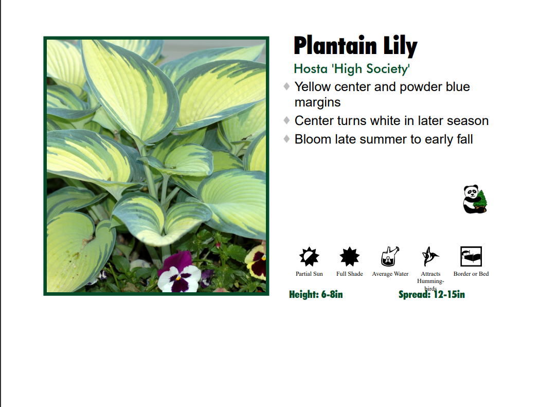 Hosta ‘High Society’