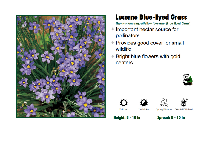 Sisyrinchium 'Lucerne' Blue Eyed Grass