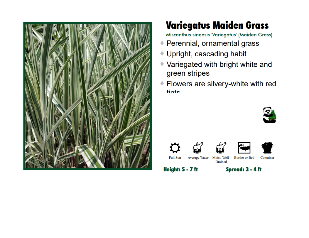 Maiden Grass - Variegated
