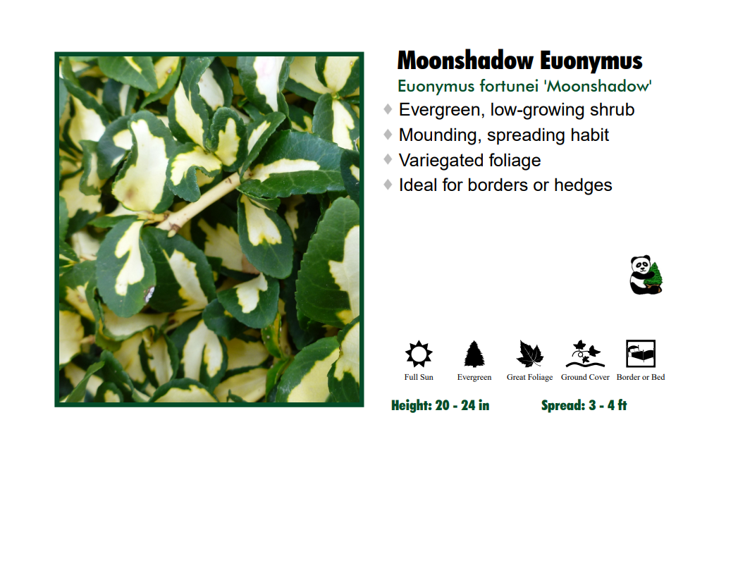 Euonymus - Moonshadow