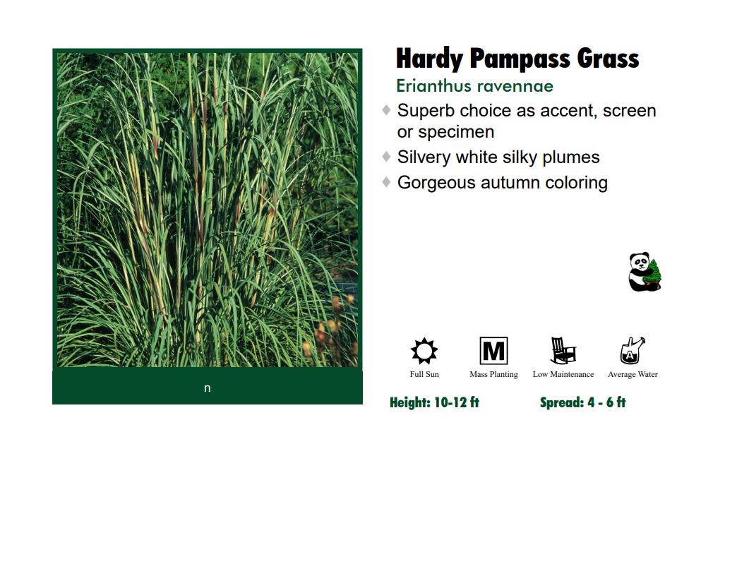 Pampas Grass - Hardy/Ravenna