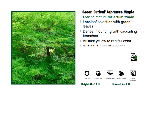 Japanese Maple - Virdis (Green Weeping)
