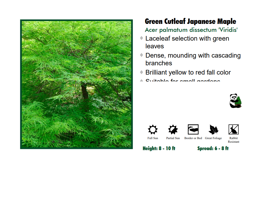 Japanese Maple - Virdis (Green Weeping)