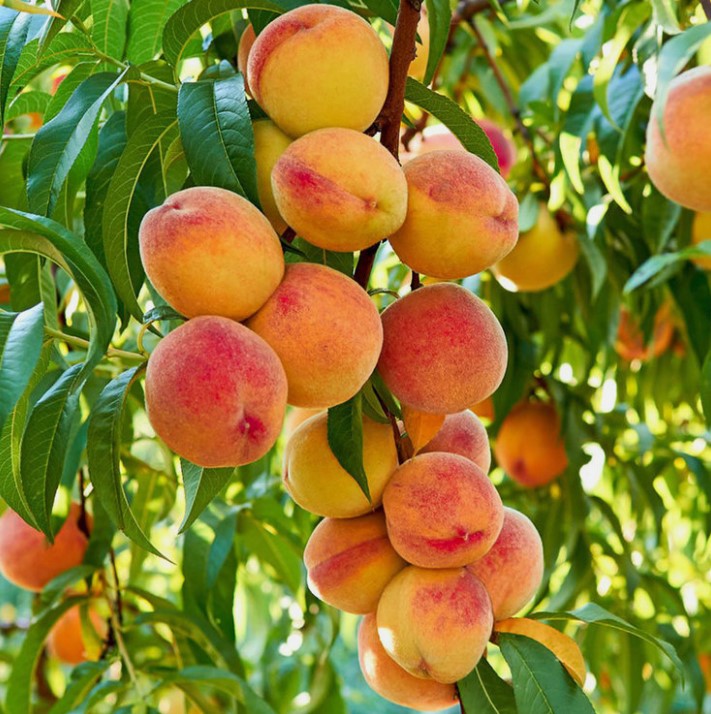 Peach - Frost