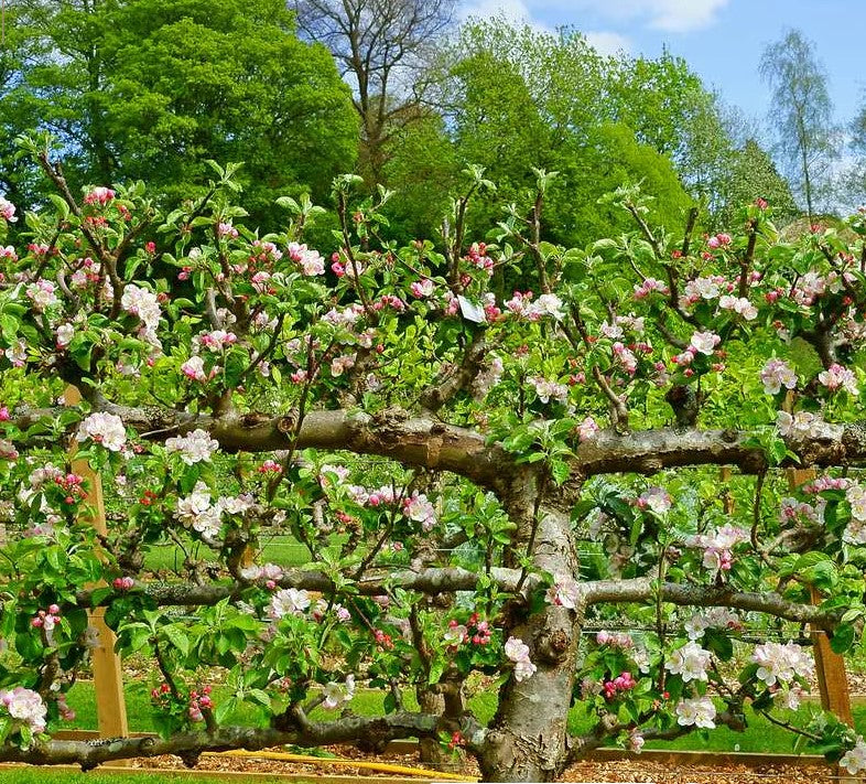 Apple - Multiple Grafts on 1 Tree