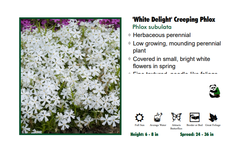 Phlox 'White Delight' Creeping Phlox