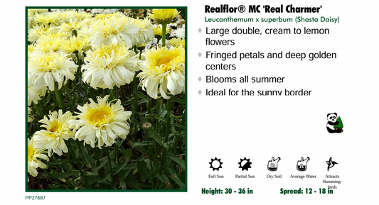 Leucanthemum 'Real Charmer' Daisy