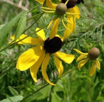 Ratibida Pinnata (Yellow Coneflower)