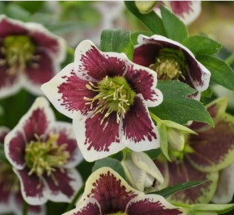 Helleborus 'Romatic Get-Away' Lentin Rose