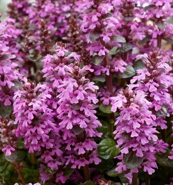 Ajuga Hybrid 'Midnight Mystery' Bugle Weed